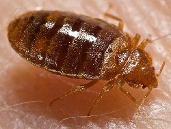 Bed Bug Small
